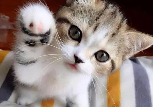 有声小说《需要提防的猫》42集全百度云网盘下载[177.8M]