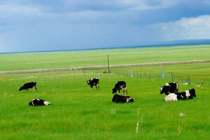 草原歌曲精选500首合集百度云网盘下载